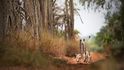 3. místo v kategorii Savci - Zuzana a Matej Dolinay - Na ranní procházce. Lemuři kata ráno seskočí ze stromů, kde strávili noc, a vydají se hledat potravu. V suchém trnitém lese na jihu Madagaskaru plném chobotnicových stromů to nemají jednoduché. Jejich dlouhé ocasy jsou často vztyčené a viditelné z velké dálky.