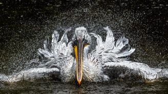 Soutěž o nejkrásnější fotku přírody Czech Nature Photo míří do finále. Hlasujte i vy!