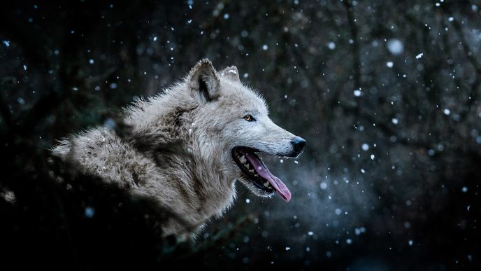 2. místo v kategorii Zvířata v lidské péči - Matyáš Slavík - Vlk arktický (Canis lupus arctos). „Winter is coming.“ Fotografie ze zoo Brno.