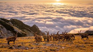 Výjimečnost i křehkost přírody. Czech Nature Photo hledá snímky se silným příběhem Výjimečnost i křehkost přírody. Czech Nature Photo hledá snímky se silným příběhem