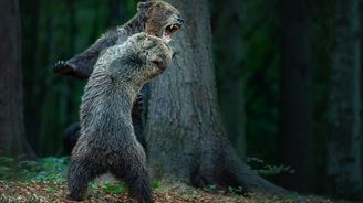 Vítězem sedmého ročníku Czech Nature Photo je „Souboj medvědů“