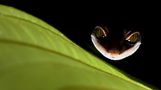 Osmý ročník soutěže Czech Nature Photo zahájí rakouský fotograf Bernhard Schubert