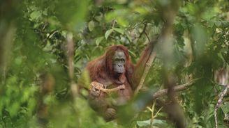 Czech Press Photo zná své vítěze. Fotografií roku je snímek samice orangutana s umírajícím mládětem