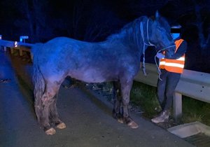 Řidič vrazil do valníku s koněm, ten se převrátil.