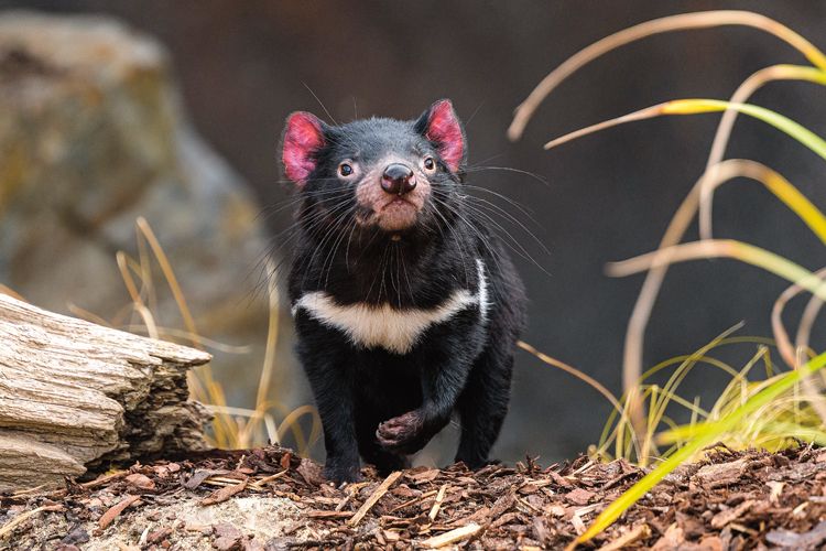 Ďáblové v Zoo Praha: Roztomilí čerti přijeli z australské Tasmánie