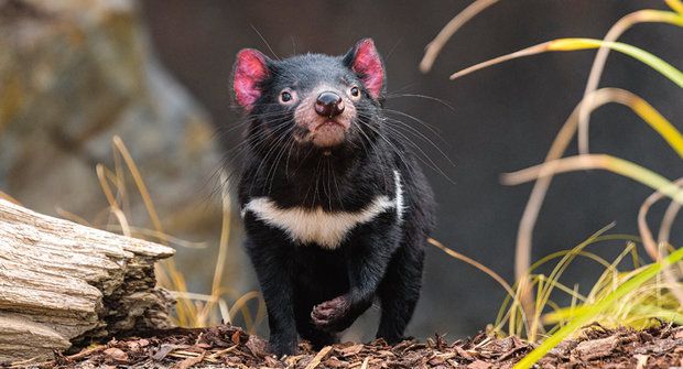 Ďáblové v zoo: Roztomilí čerti z australské Tasmánie