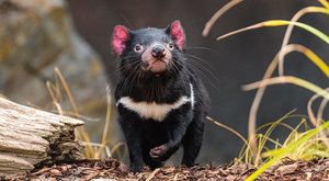Ďáblové v zoo: Roztomilí čerti z australské Tasmánie