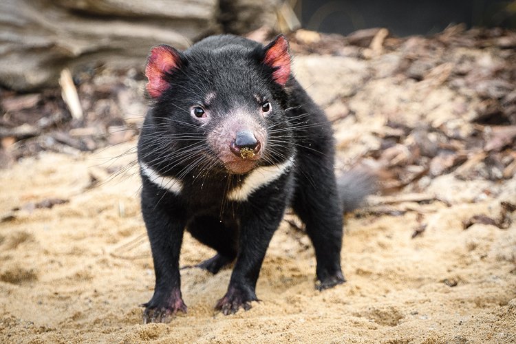 Ďáblové v Zoo Praha: Roztomilí čerti přijeli z australské Tasmánie