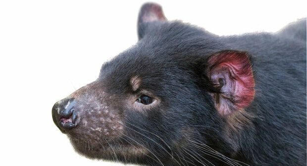 Umělá inteligence pomáhá tasmánským čertům 🫶