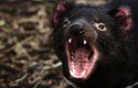 Ďábel medvědovitý z Tasmánie