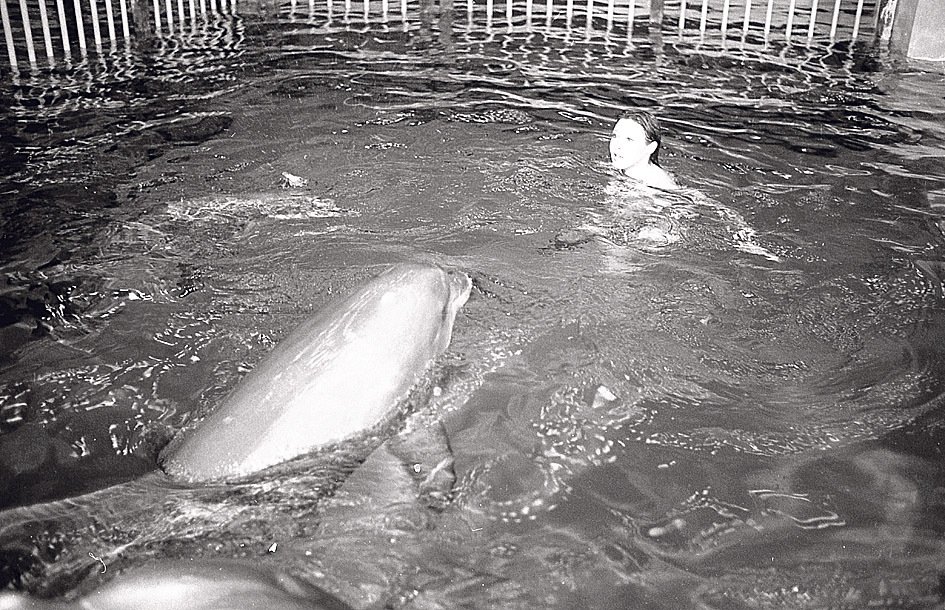 Delfíni na Dádu začali útočit.
