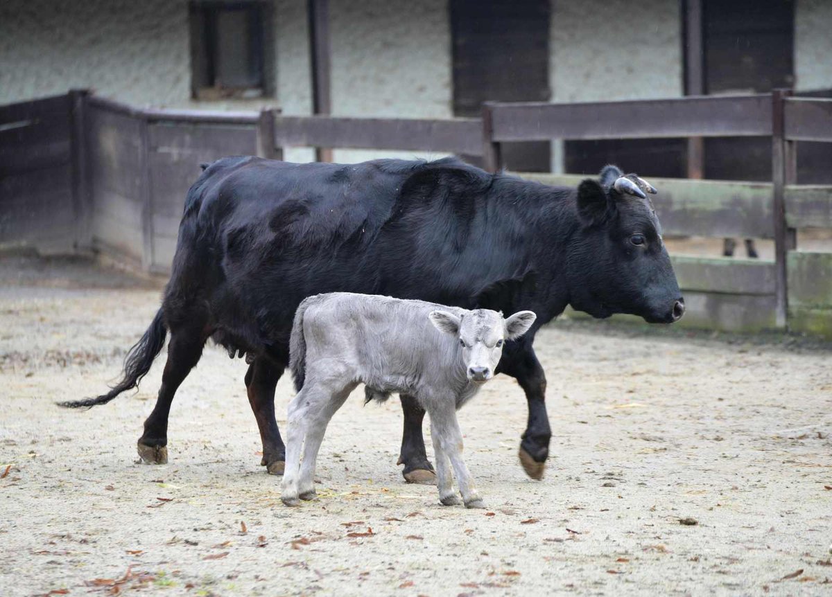 Zoo ve Dvoře Králové