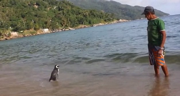 Když Brazilec zachraňoval malého tučňáka z rodu magellanských, netušil, že se z nich stanou přátelé na celý život.
