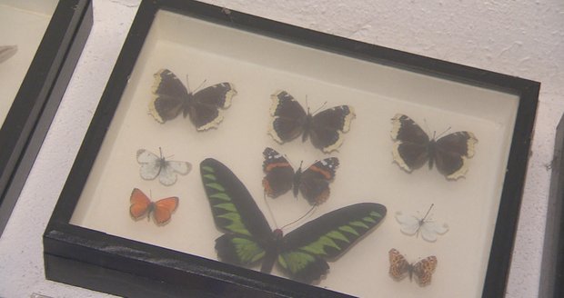 Motýly sbírá Dalibor od mládí. Tehdy na ně balil holky