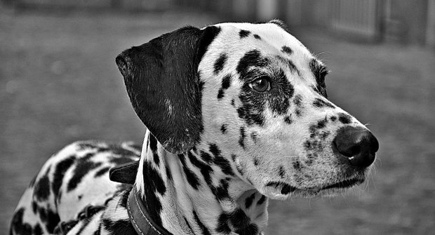 Psí plemena: Dalmatin, černobílý elegán