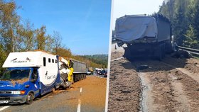 Nehodu dvou kamionů na D1 nepřežili dva koně.