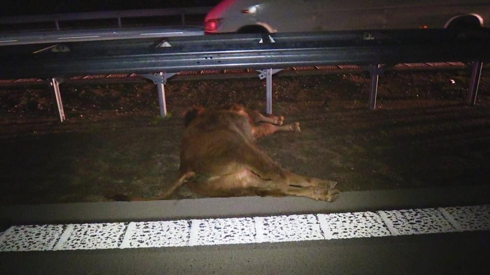 Sražená kráva uzavřela dálnici D1 