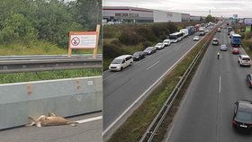„Hřbitov zvířátek“ na dálnici D10: Na krátkém úseku napočítali 13 těl! Kvůli zábranám? (Vpravo ilustrační foto)