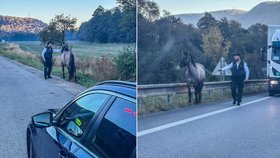 Po slovenské dálnici se proháněl kůň, musela zakročit policie