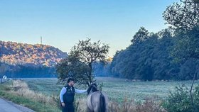 Po slovenské dálnici se proháněl kůň, musela zakročit policie