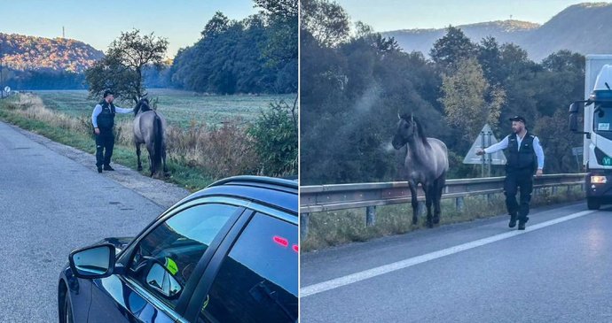 Po slovenské dálnici se proháněl kůň, musela zakročit policie