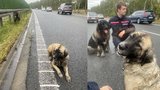 Dva obří psi běhali po dálnici: Řidička Sabina zastavila a pochytala je mezi auty!
