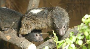 Znáte damany? Zoo Ostrava jich chová nejvíce na světě a už zase mají mláďata