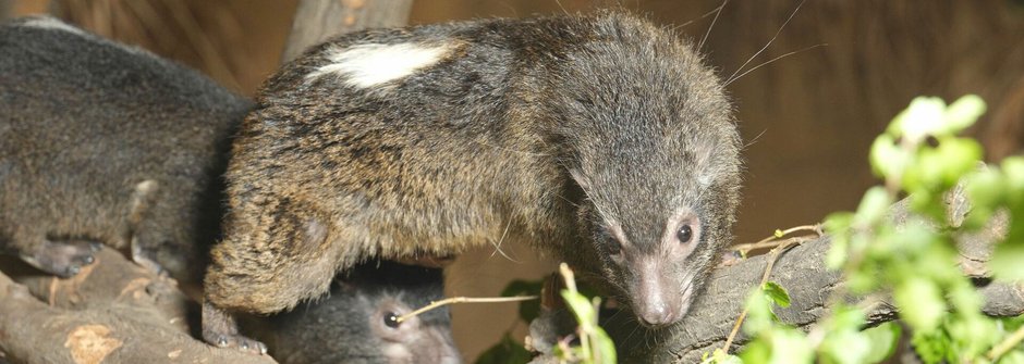 Znáte damany? Zoo Ostrava jich chová nejvíce na světě a už zase mají mláďata