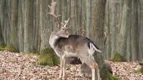 Pytlák na Břeclavsku vykostil daňka přímo v oboře