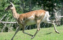 Zoo na Svatém Kopečku u Olomouce: Spasitelka daňků přicestovala z Francie