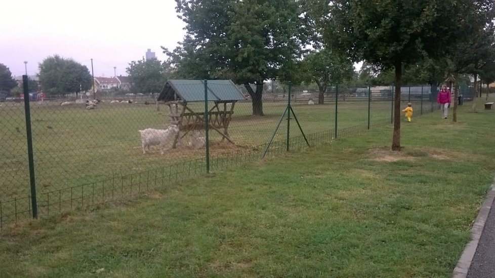 Na Jižanském dvorku v Brně-Komárově žijí v ohradě zájmově chovaná zvířata. Místo je proto oblíbeným výletištěm Brňanů.