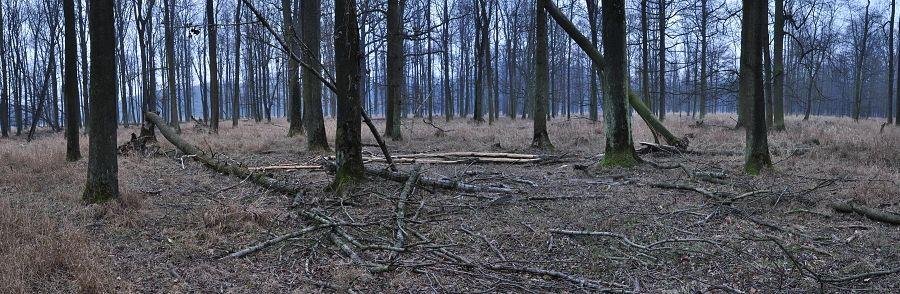 Ani lístek či stéblo trávy. Brněnská univerzita se nestarala, zda má její zvěř ještě co k snědku.