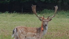 V oboře Hukvaldy běhá daněk s prodlužovačkou omotanou kolem paroží. Jak se mu tam dostala, není jasné.