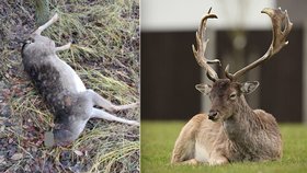 Pytláci zabíjejí kvůli trofejím (vlevo: Nalezené tělo daňka, vpravo: ilustrační foto jelena)