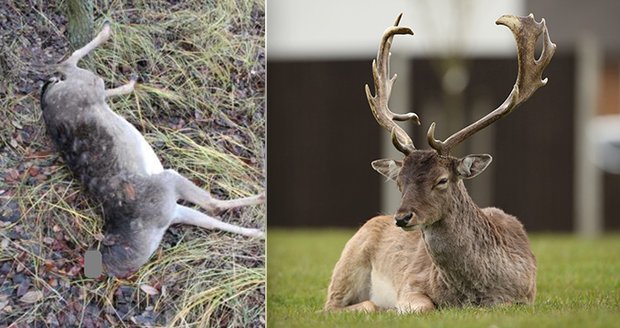 Pytláci zabíjejí kvůli trofejím (vlevo: Nalezené tělo daňka, vpravo: ilustrační foto jelena)