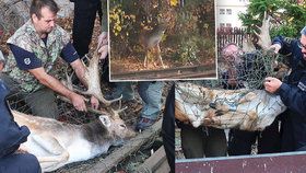 Zvířecí záchranáři "lovili" v centru Plzně zatoulaného daňka.