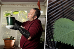 Brit Daniel Emlyn-Jones z Oxfordu doma vypěstoval nejnebezpečnější rostlinu světa!