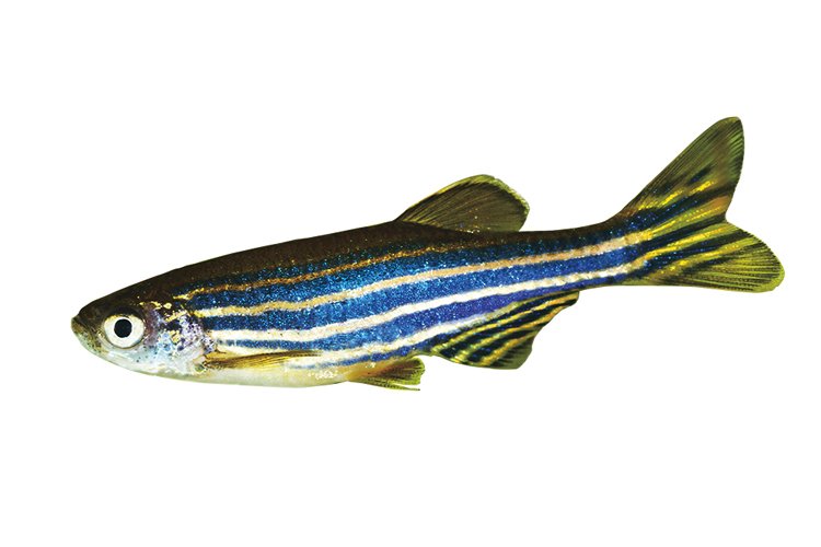 Hbité dánio pruhované (Danio rerio) neboli zebřičku kudlanka ulovila jen zřídka