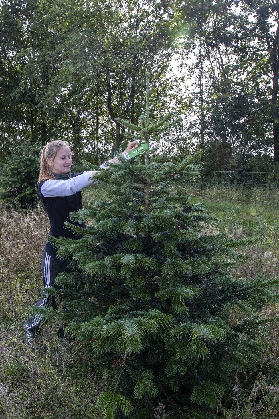 Stromeček trvá vypěstovat minimálně sedm let.