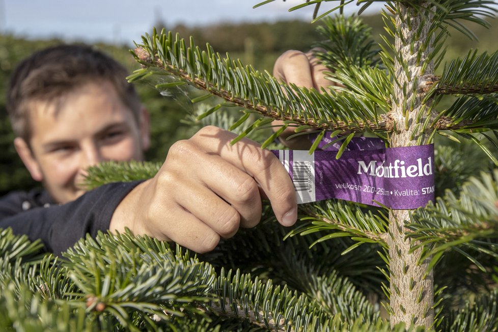 Stromeček trvá vypěstovat minimálně sedm let.