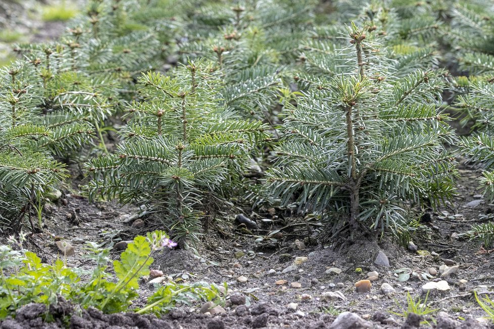 Stromeček trvá vypěstovat minimálně sedm let