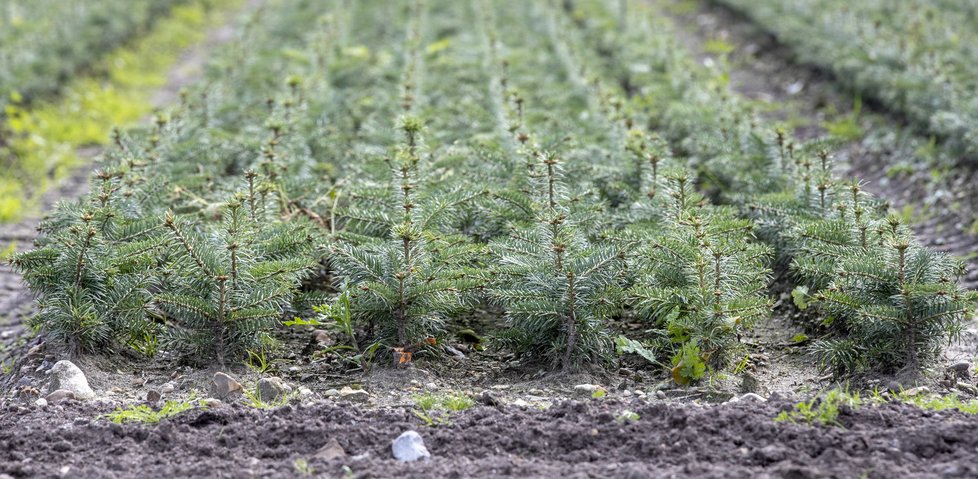 Stromeček trvá vypěstovat minimálně sedm let