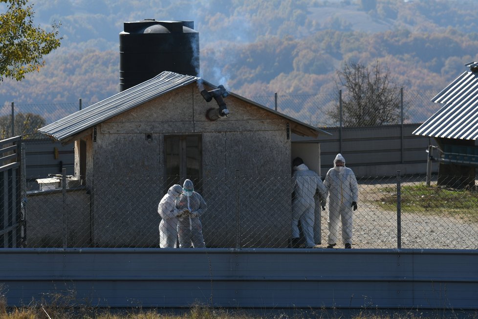 V Dánsku vybili 17 milionů norků kvůli zmutované formě koronaviru.