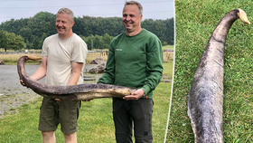 Ekology spletl slizký objev na pláži. Šlo o penis velrby.