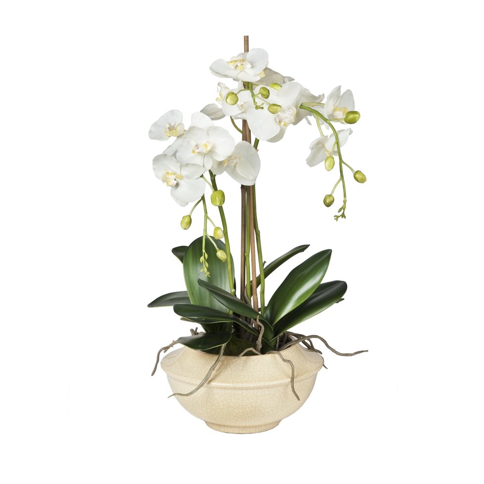 Bílá orchidej ve váze, info o ceně na blomus-shop.cz