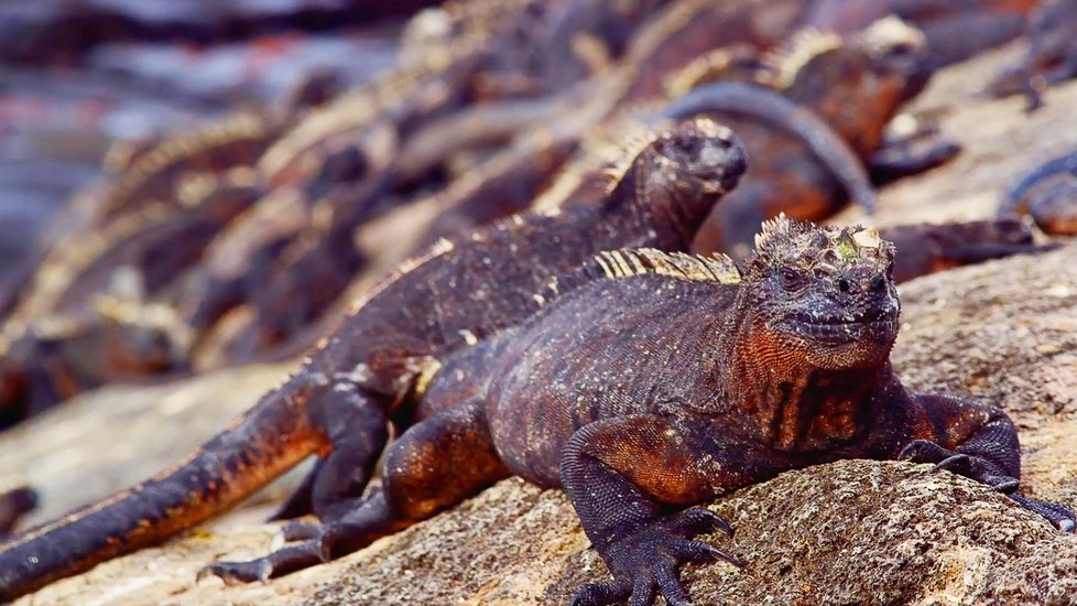 Darwina fascinovala příroda zejména na ostrově Galapágy.