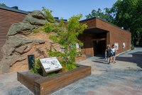 Zoo Praha chce chovat jeden z nejvzácnějších hmyzích druhů světa: Strašilky humří umístí do kontejneru