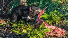 Jediným kousnutím drtí kosti! Ďábli ze Zoo Praha pomáhají kamarádům v Tasmánii trpícím rakovinou