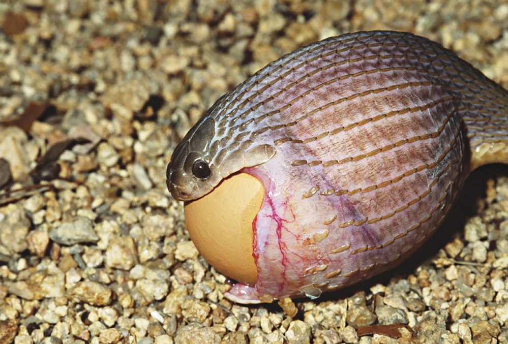 Afričtí vejcožrouti r. Dasypeltis se živí výlučně ptačími vajíčky