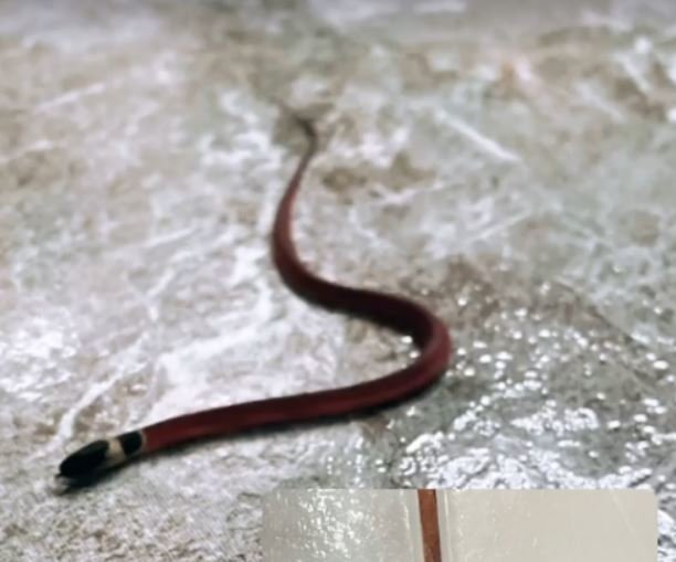 Jedovatý had v koupelně...